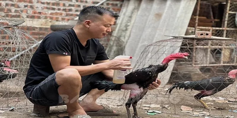 Việc nuôi gà đá có hợp pháp không?